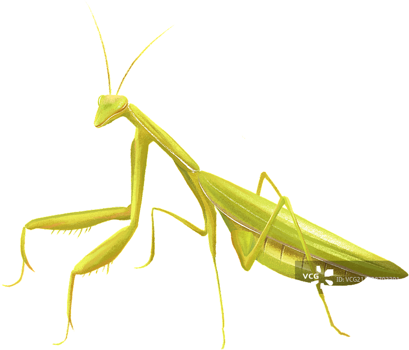 螳螂图片素材