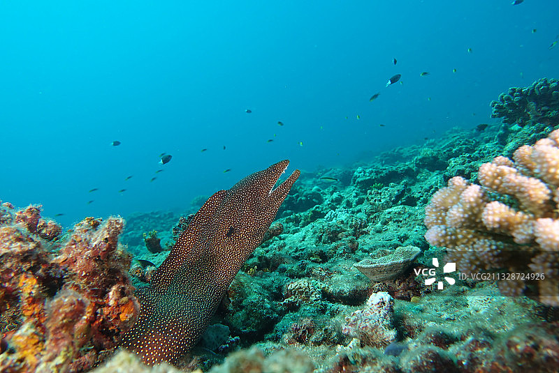 西沙群岛海鳗鱼图片素材