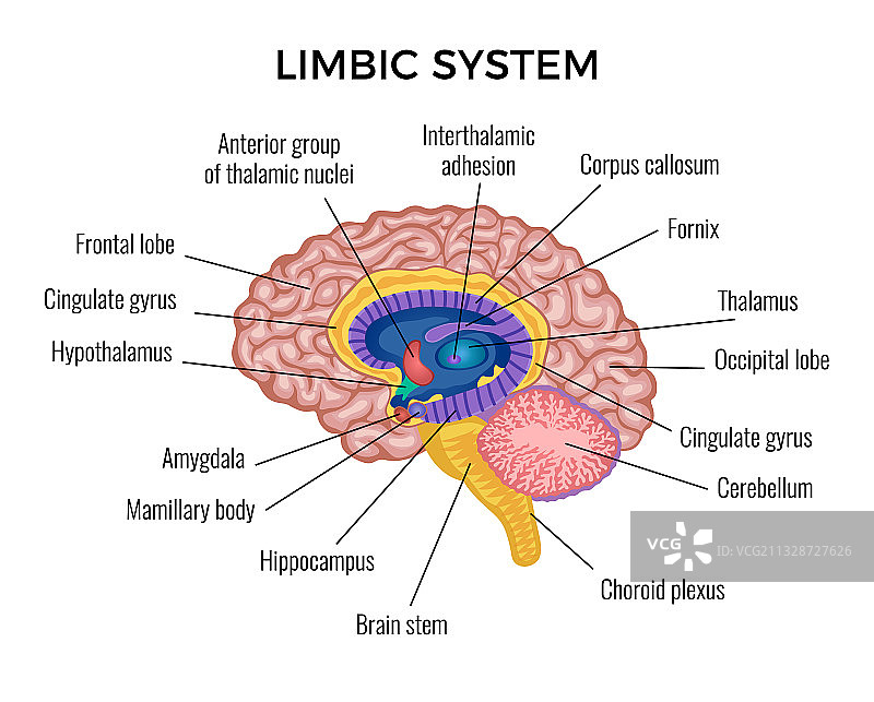 大脑解剖信息图图片素材