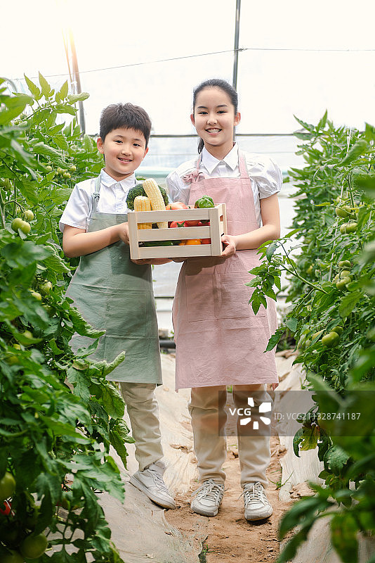 学龄儿童在有机农场里采摘图片素材