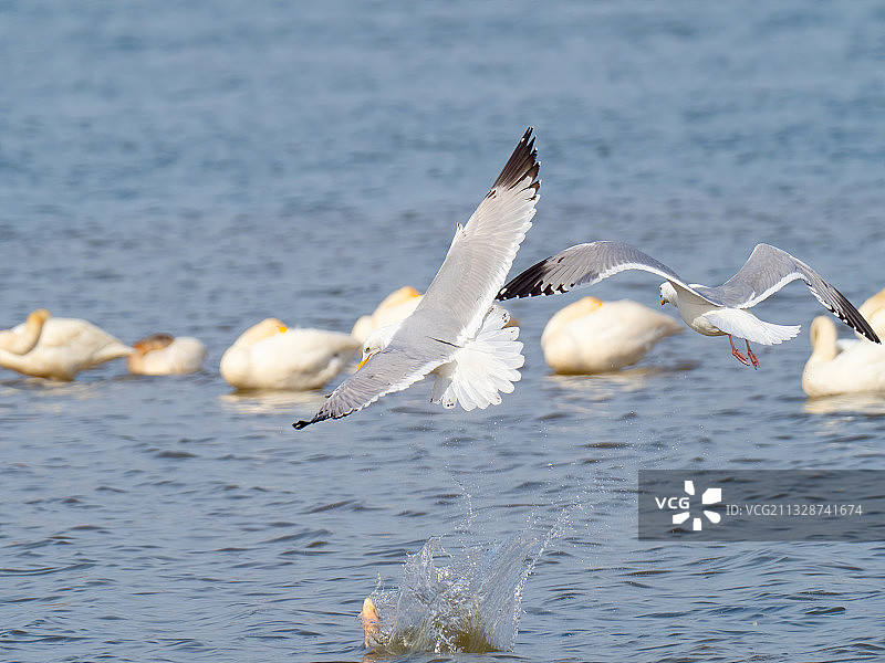 西伯利亚银鸥图片素材