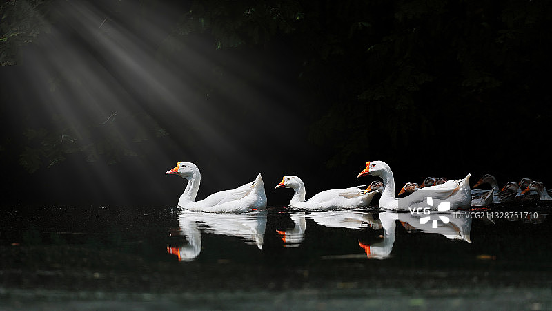 鹅对鸭队 Team of Gooses & Ducks图片素材