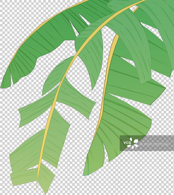 芭蕉叶图片素材