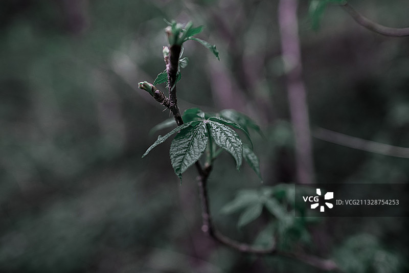 刺五加图片素材