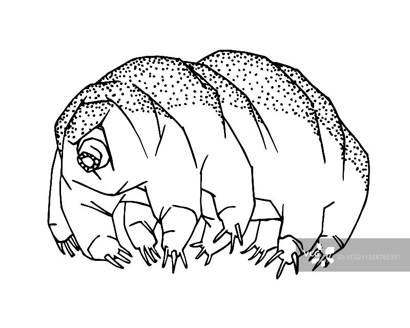 水熊虫，一种微观生物图片素材