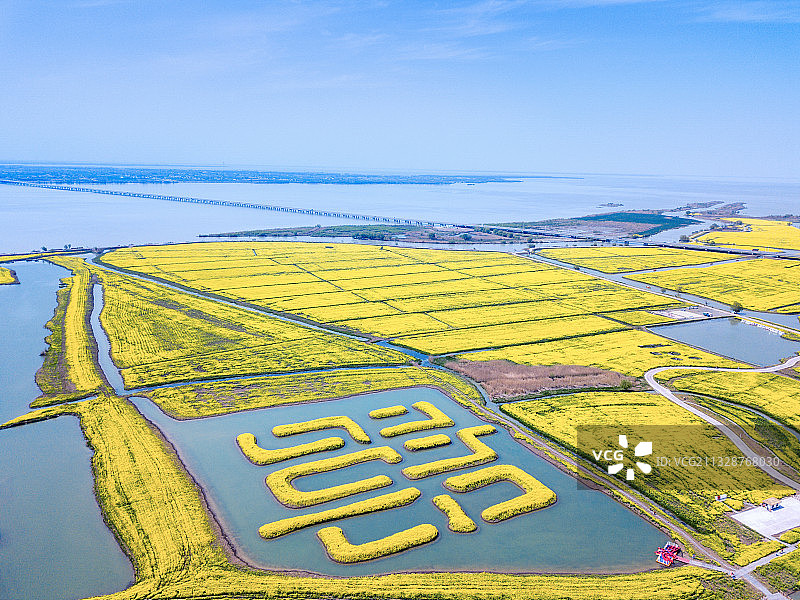 航拍江苏扬州蓝天下大片水域中块状黄色花海田野图片素材