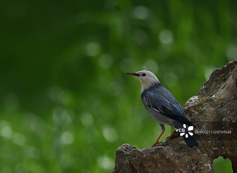 丝光椋鸟的美丽图片素材