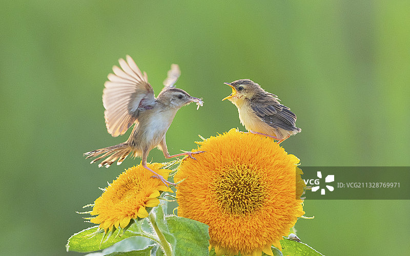 棕扇尾莺图片素材