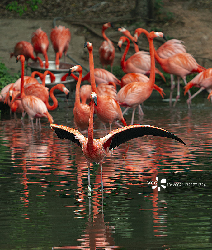 火烈鸟图片素材