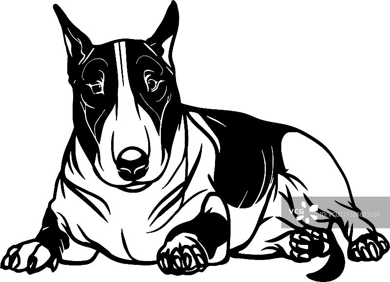 斗牛㹴犬 - 躺着的狗素材（已隔离）图片素材