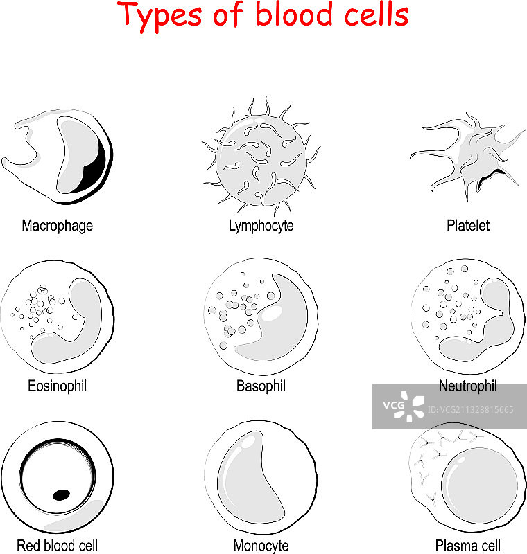 血细胞类型图标集图片素材