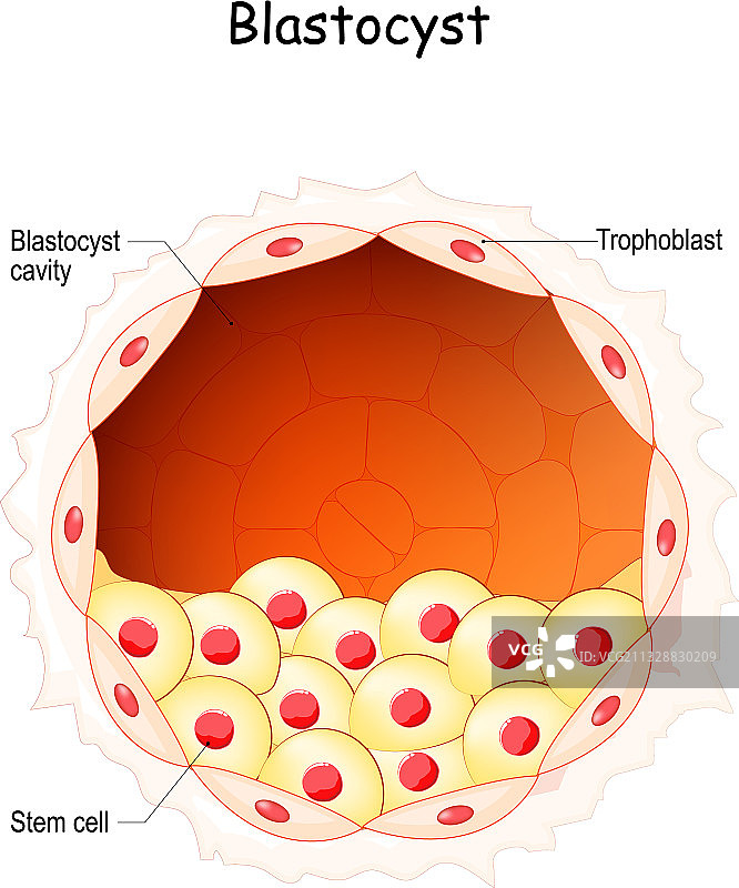 胚胎囊胚胎发育阶段干细胞图片素材