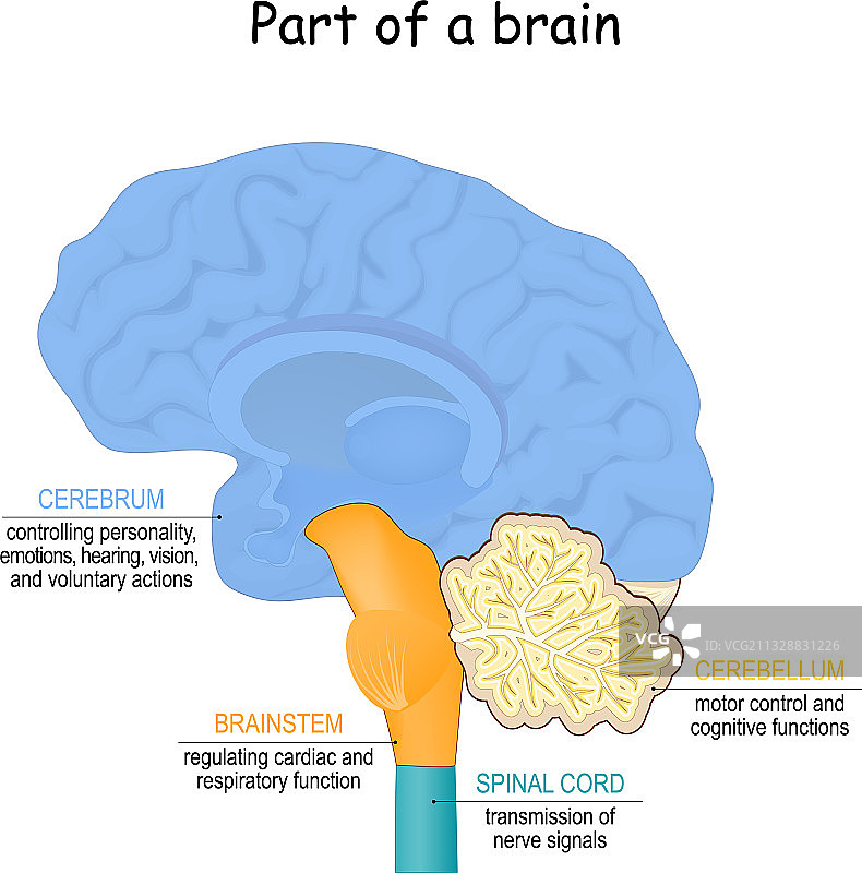 大脑功能局部图图片素材