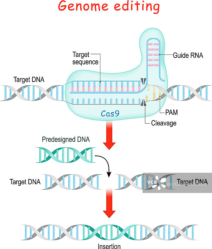 基因组编辑CRISPR和Cas9图片素材