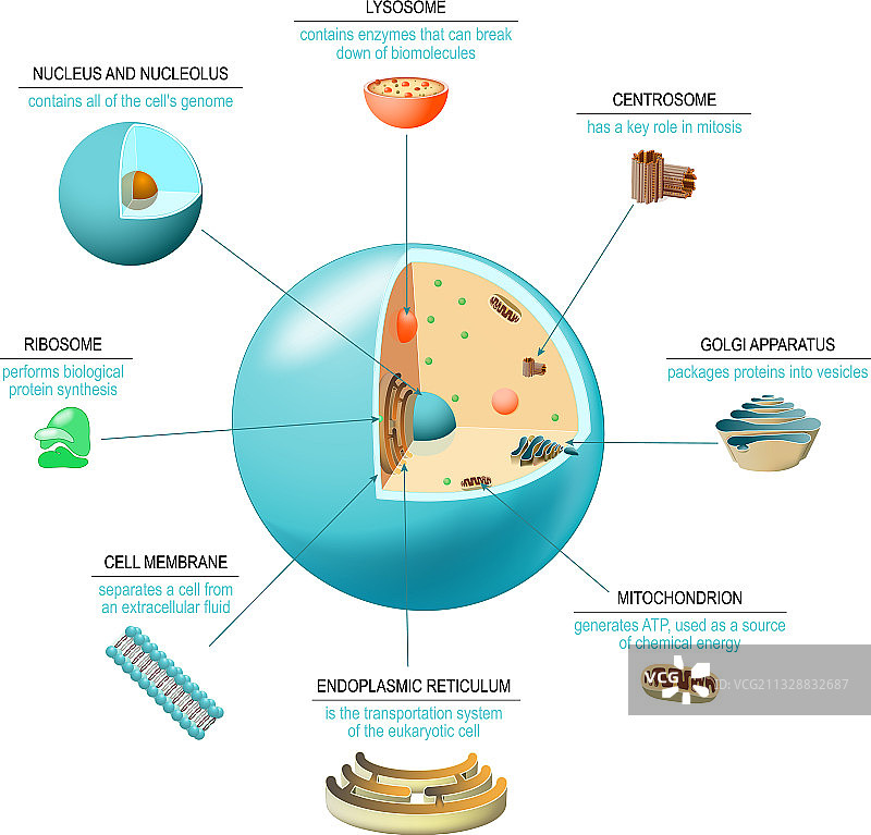 细胞解剖图片素材