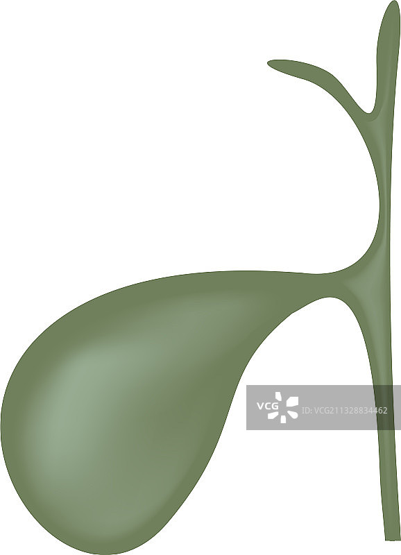 人体消化器官胆囊图片素材