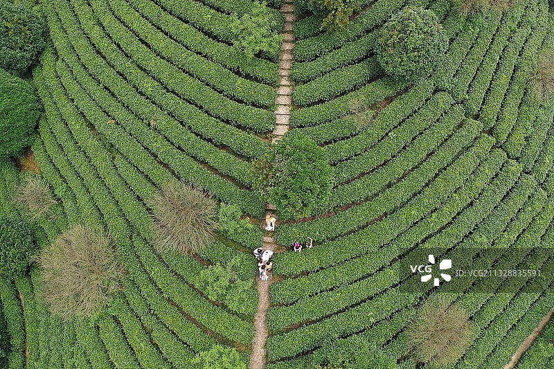 广西昭平：故乡茶博园春光美图片素材