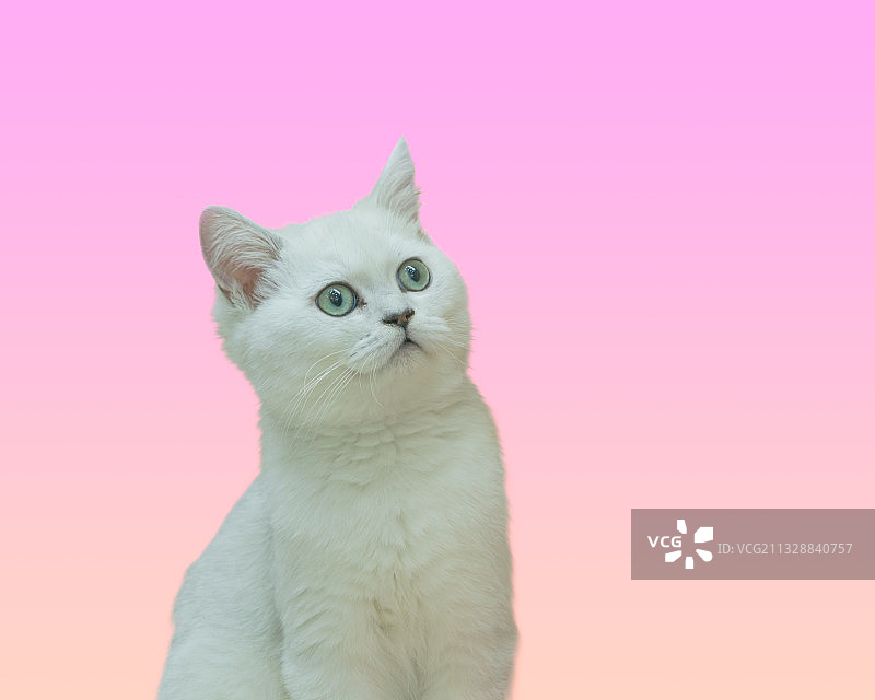 纯种宠物猫图片素材