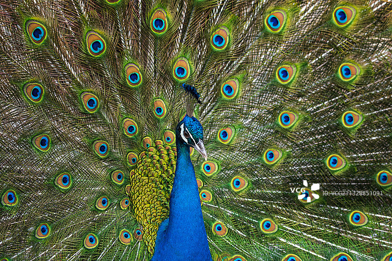 亚洲中国河南省郑州市动物园孔雀开屏图片素材