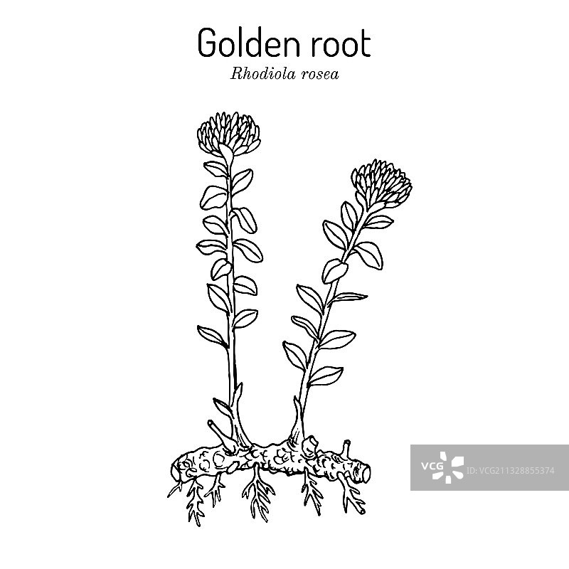 红景天药用植物图片素材