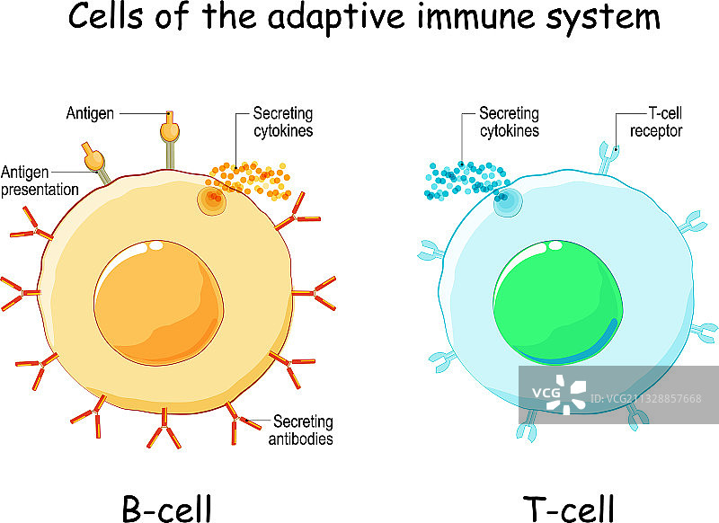 B细胞和T细胞适应性免疫系统图片素材