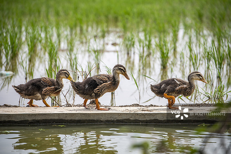 三只鸭子走在田埂上图片素材
