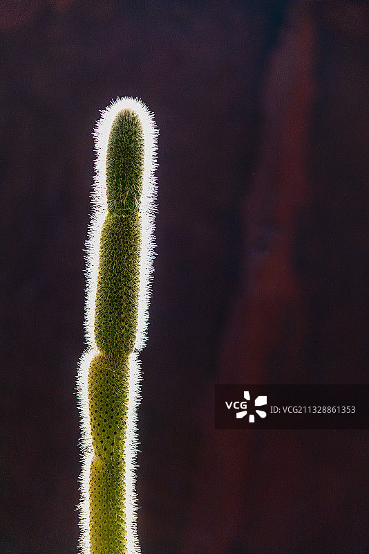 逆光仙人掌特写图片素材