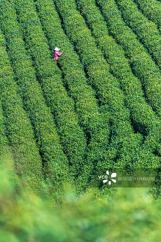 河南信阳南湾湖畔浉河港毛尖茶园春季清明采茶场景户外风光图片素材