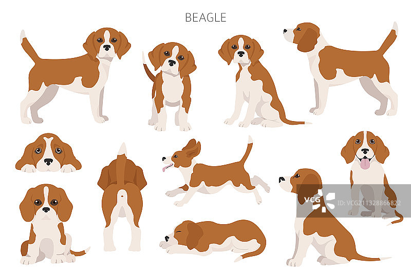 不同姿势的小猎兔犬信息图图片素材