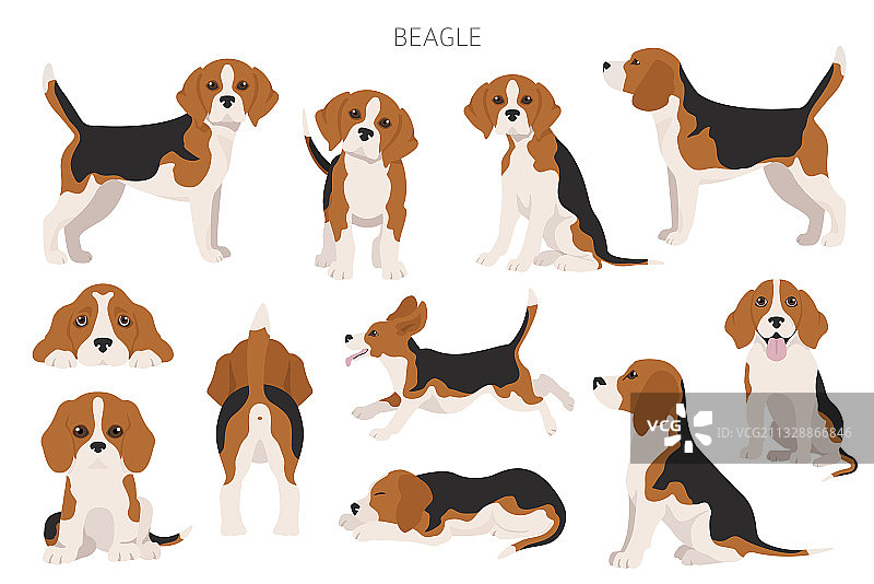 不同姿势的小猎兔犬信息图图片素材