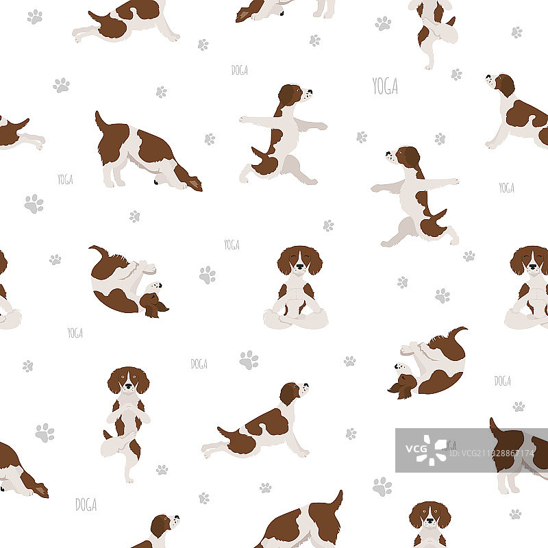 布列塔尼犬瑜伽姿势图片素材