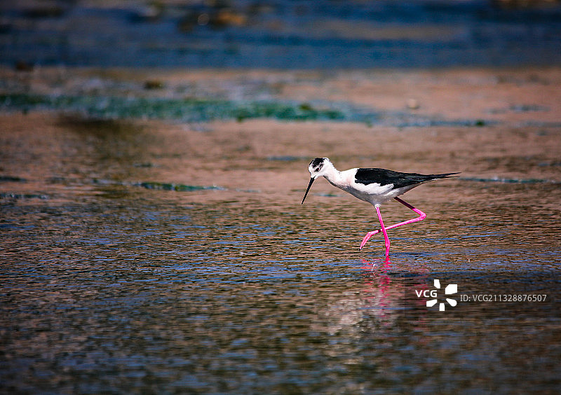 黑翅长脚鹬觅食(摄于北京昌平沙河水库）图片素材