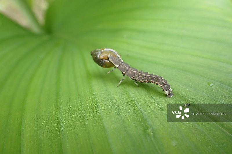 萤火虫幼虫捕食蜗牛图片素材