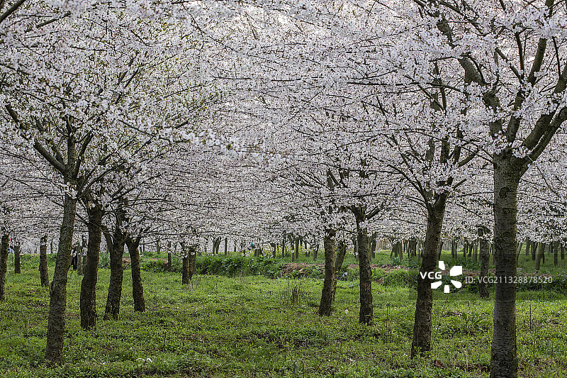 贵州平阳樱花图片素材