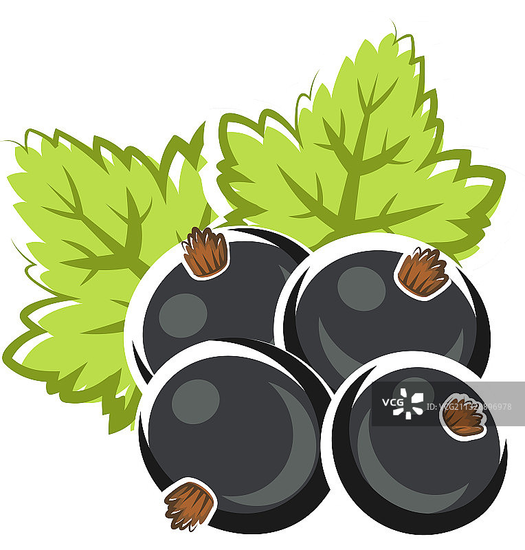 成熟的黑醋栗浆果植物水果图片素材