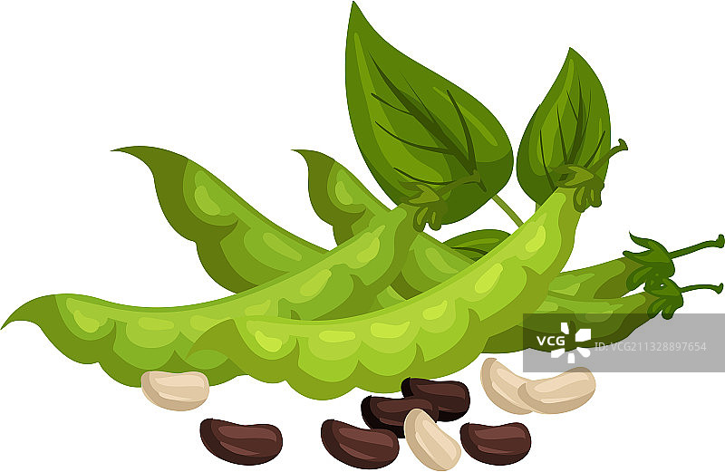 绿荚叶子芸豆分离大豆图片素材