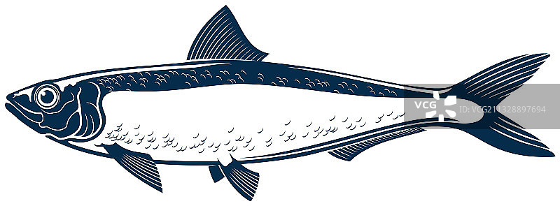 鲱鱼或沙丁鱼咸水鱼图片素材