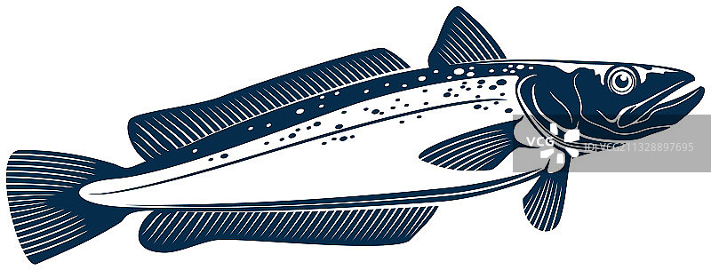 鳕鱼或无须鳕咸水鱼类图片素材