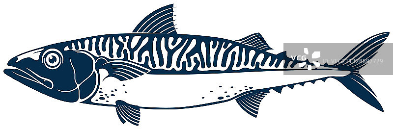 短体金梭鱼隔离图标图片素材