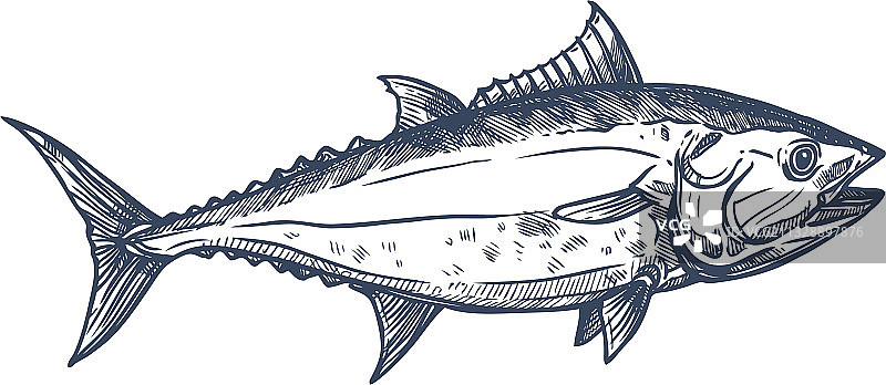 蓝鳍金枪鱼、黑鳍金枪鱼、长尾鱼素描图片素材