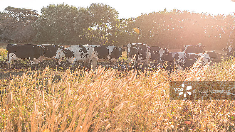 澳大利亚黄金海岸牧场图片素材
