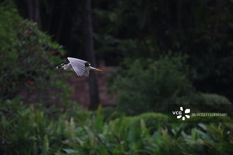 捕猎归来图片素材