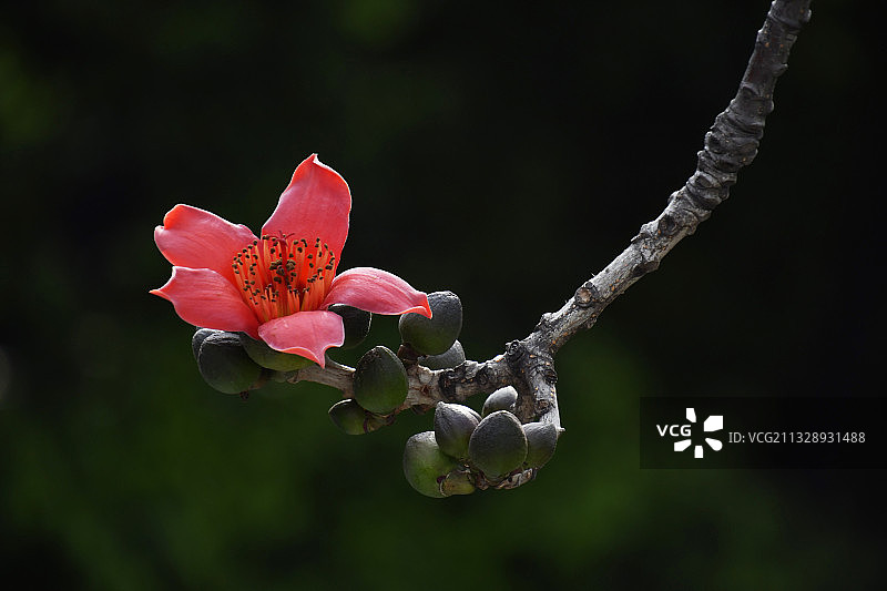 木棉花图片素材