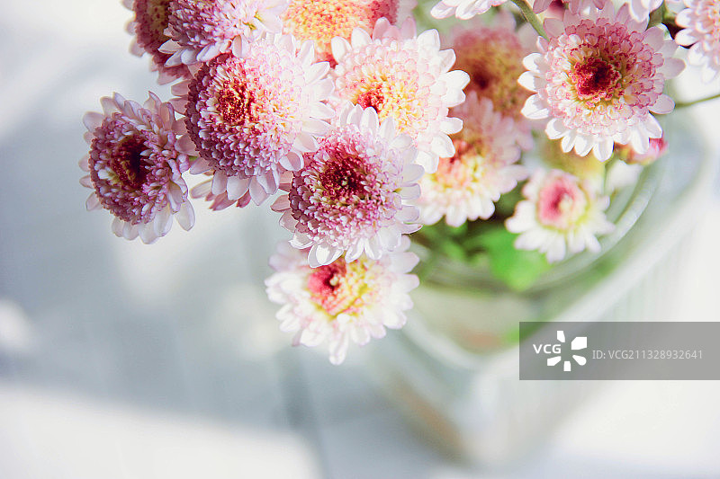 小雏菊图片素材