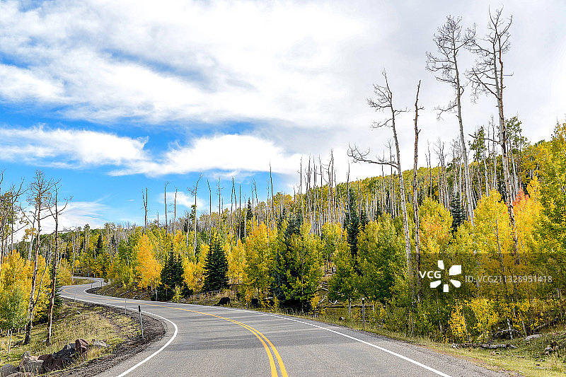 美国，犹他州，公路，秋天，红叶图片素材