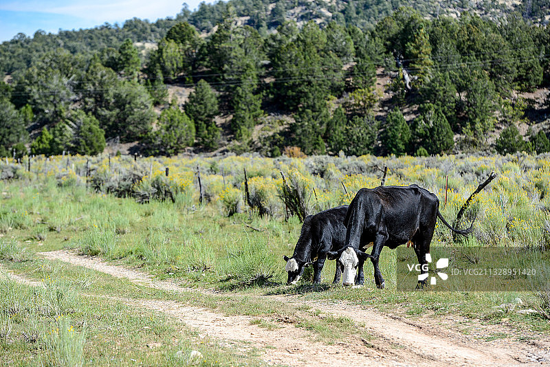 美国，犹他州，牧场，牛，奶牛图片素材