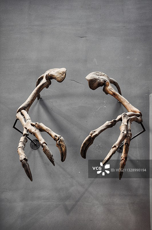 重庆自然博物馆图片素材