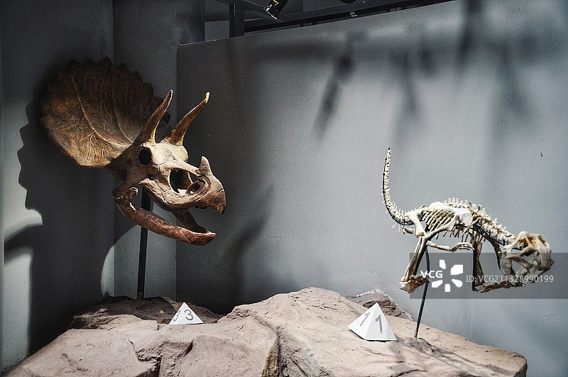 重庆自然博物馆图片素材