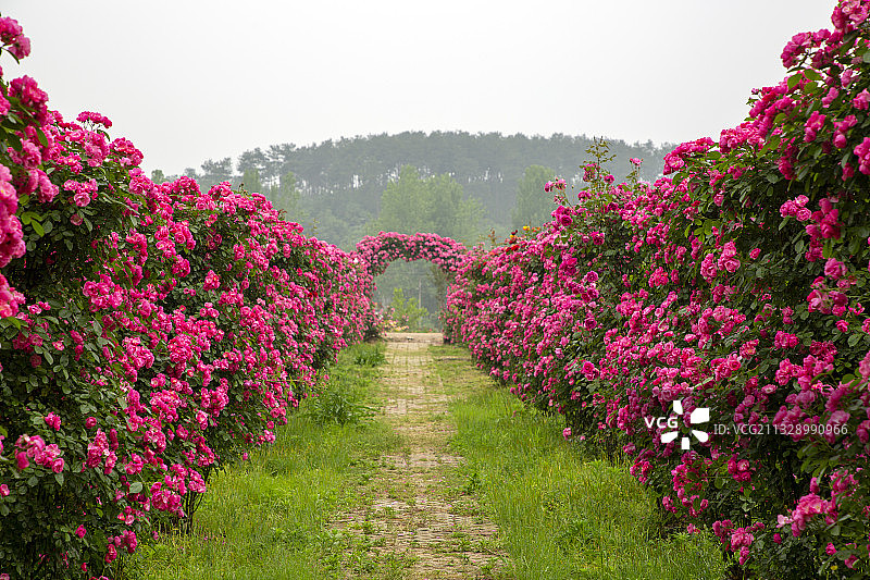 蔷薇花组成的花径图片素材