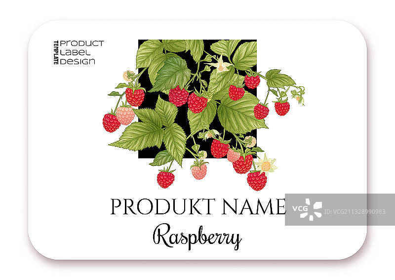 树枝上成熟的覆盆子莓果模板图片素材